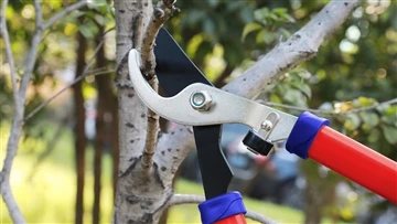 Gunting Pagar Vs. Hedge Trimmer: Perbandingan Alat Pemangkasan